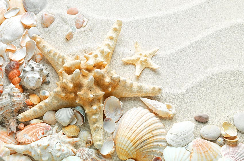 seashells