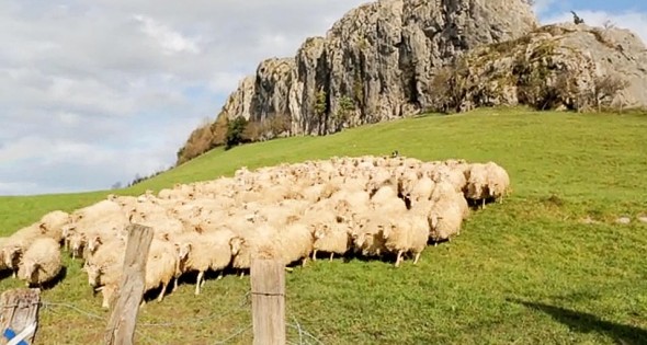 basque