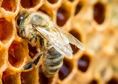 Beekeepers Demand Farm Bill Pesticide Protection