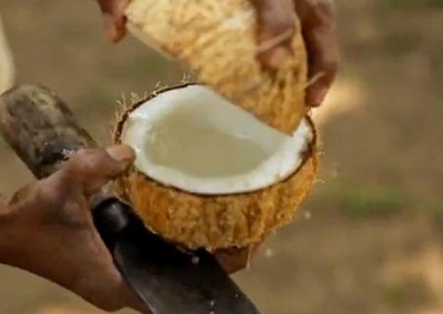 A Coconut Day in the Life