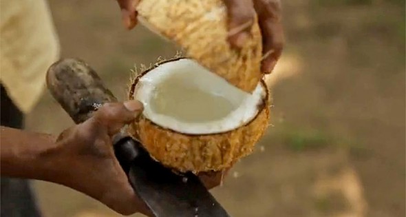 coconut