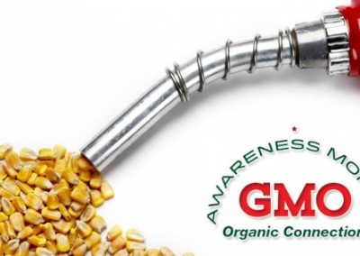 Is Ethanol GMO Corn a Threat to Non-GMO Corn?