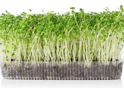 Don’t Say Goodbye to Garden Greens!