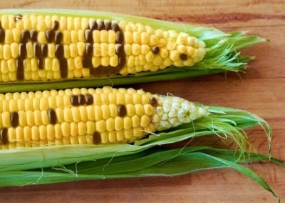 Accountability: What the Food Industry Really Fears about GMO Labeling
