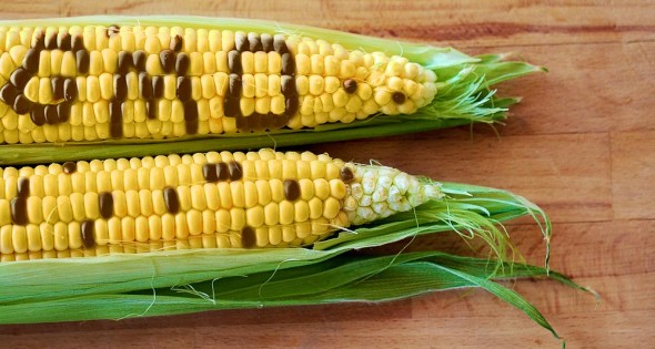 gmocorn