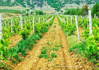 Ban on GMO Crops in Wildlife Refuges Did Not Reduce Agriculture