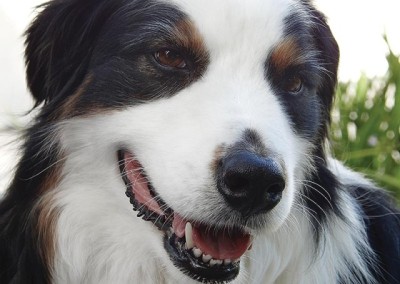 Meet My Dog, Ted