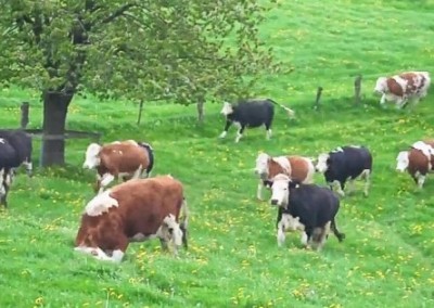 Do Cows Have Feelings? Watch This!