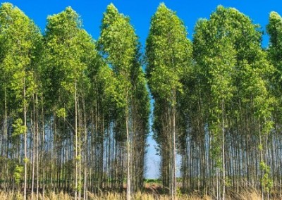Factory Forests? USDA Considers Approval of Genetically Engineered Trees
