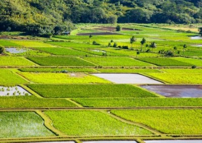 The Food Movement Scores a GMO Victory In Kaua’i