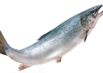 AquaBounty’s Experimental GMO Salmon Facility Is Operating without Legal Permits