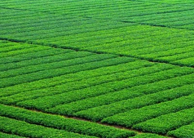 Resolving Water Problems through Healthy Soil