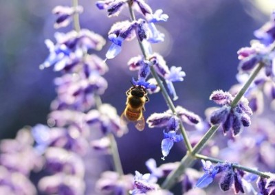 Tell Congress to Suspend Bee-Toxic Pesticides