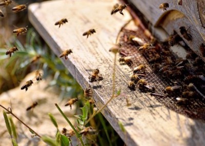 Center for Food Safety Enters Fight Against the Newest Bee-Killing Pesticide