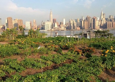 Eagle Street: The Commercial Organic Farm—on a Brooklyn Roof