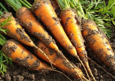 Dirty Thoughts: The Healing Qualities of Dirt