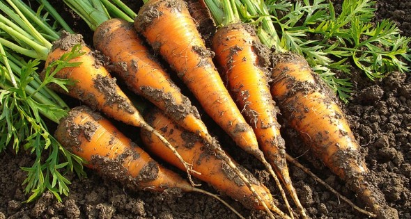 carrots