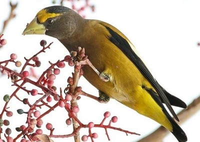 Ready for the Christmas Bird Count?