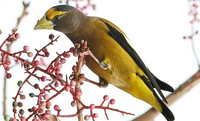 eveninggrosbeak-e1400525281185