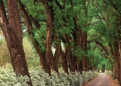 Los Poblanos: Beautiful, Organic New Mexico