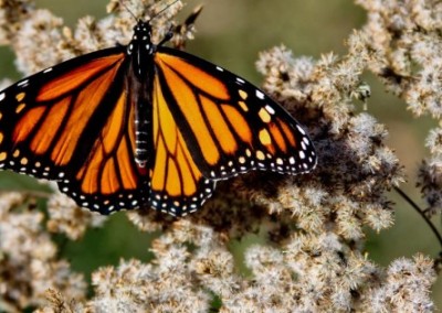 Monsanto vs the Monarchs