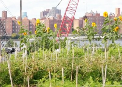 A New York Farming State of Mind