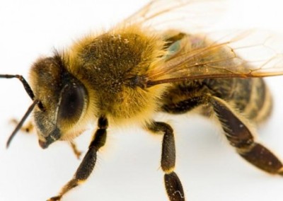 Disappearing Bees or Disappearing Science?