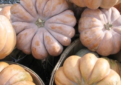 Heirloom Foods: Long Island Cheese Pumpkin