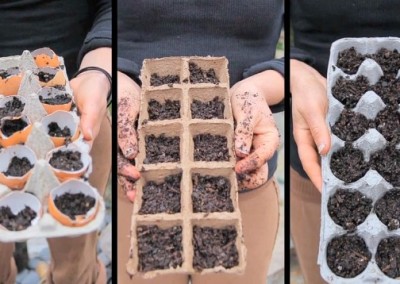 The Best Methods to Start Plants from Seeds
