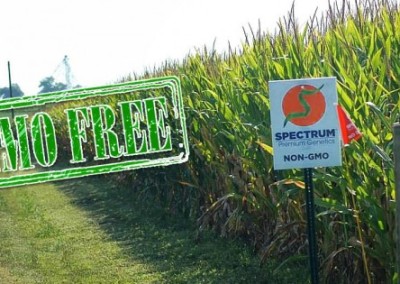 A Conventional Farmer’s Transition to Non-GMO