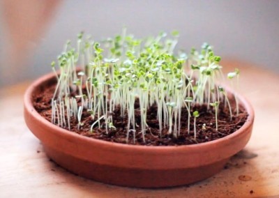 Get Your Garden-Fresh Microgreens Now