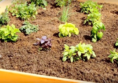 Get Gardening in 4 Minutes