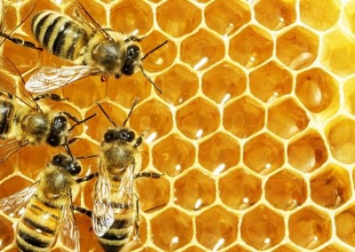 New Report Reveals a Bee-Killing Pesticide is Mostly Unnecessary