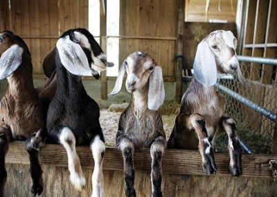 Clare Barboza: Focus on the Farm