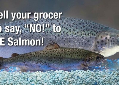 Tell Costco to Join Kroger and Safeway in Rejecting GMO Salmon