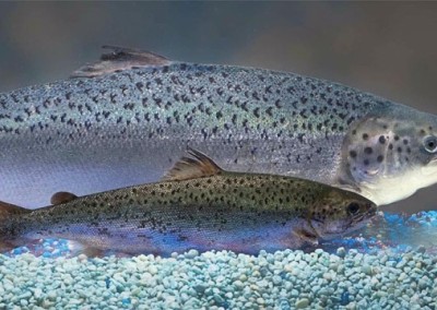 Tell Costco to Reject GMO Salmon
