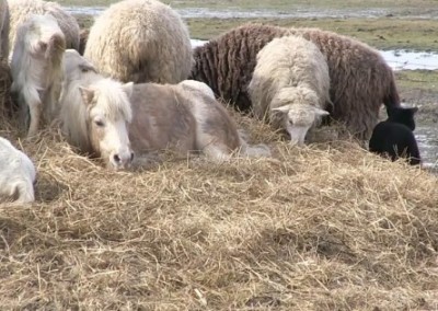 Scenes from a Farm