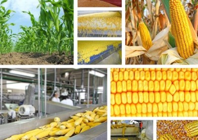 Can Non-GMO Supply Keep Up With Demand?