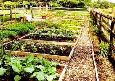 Politics Aside, Urban Farming Grows in DC