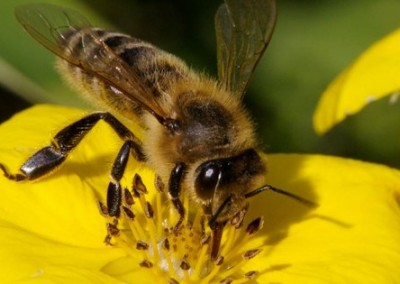 Congress Holds Hearings on Bee Health and Ignores Pesticides