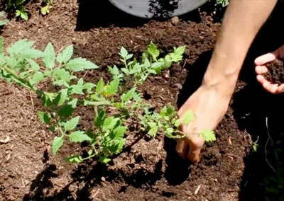 How to Make a Composting Worm Bin