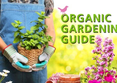 Get Your Organic Garden Going