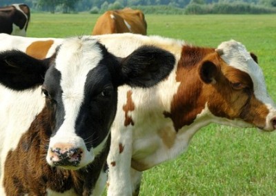 Farmers Report Improved Animal Health with Non-GMO Feed