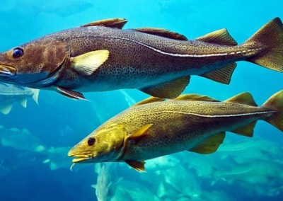 Saving Our Atlantic Fish Population: Yes We Can!