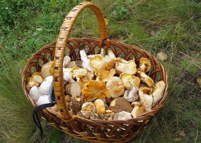 Edible Mushrooms — the Next Local Crop?