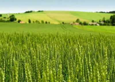 Oregon GMO Wheat Contamination: One Year Later USDA Still Has No Answers