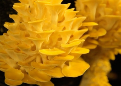 How Does It Grow: Mushrooms