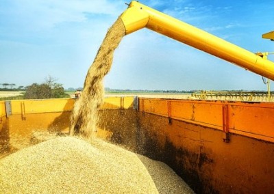 Helping Farmers Convert to Non-GMO Production