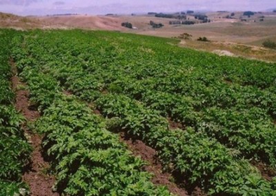 Two GMO Planting Bans Win Victories in Oregon