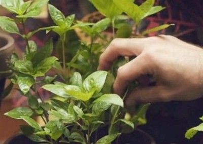 Thai Basil: A Gardening Chef’s Dream